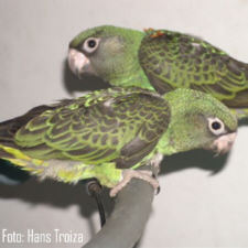 Foto: Hans Troiza